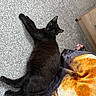 black_cat, cat, pet, animal, carpet, floor, blanket, indoor, feline, resting, lying_down, cozy, fur, whiskers, ears, tail, domestic_animal, home, relaxed, comfort