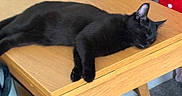 Sabrina is registered to the contest to win money with this photo: black_cat, cat, sleeping, wooden_table, table, furniture, indoor, pet, animal, relaxing, cozy, nap, domestic_cat, fur, whiskers, ear, paw, quiet, resting, calm