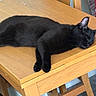 black_cat, cat, sleeping, wooden_table, table, furniture, indoor, pet, animal, relaxing, cozy, nap, domestic_cat, fur, whiskers, ear, paw, quiet, resting, calm