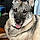 Arya