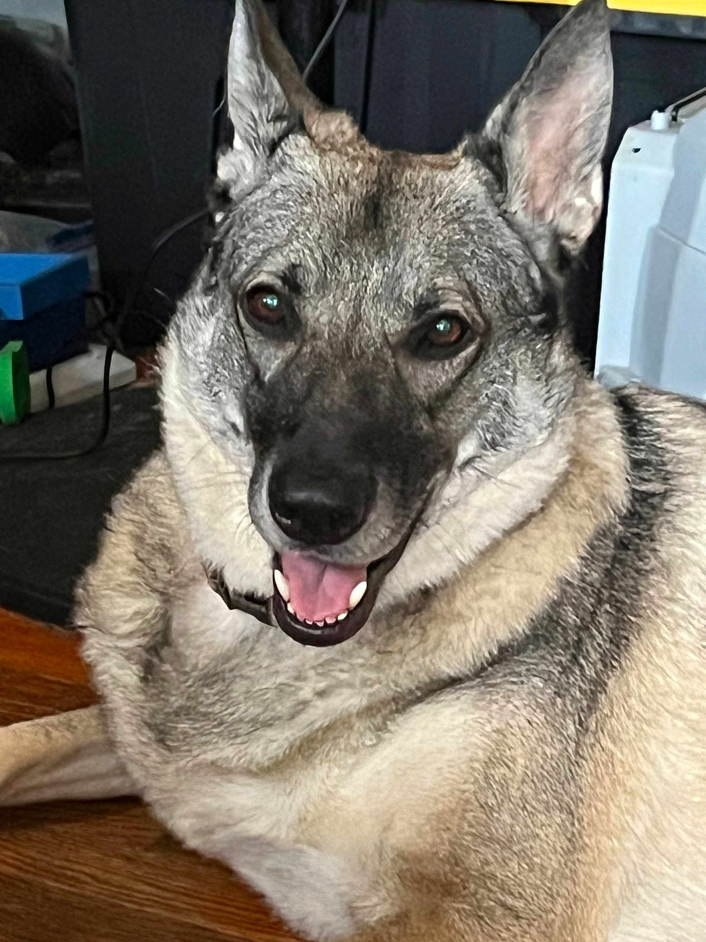 Arya