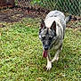 Arya joined the competition — help win amazing prizes! dog, canine, grass, outdoor, chain_link_fence, pet, tongue_out, walking, playful, nature, animal, mammal, fur, ears, tail, daylight, yard, friendly, companion, pet_outside