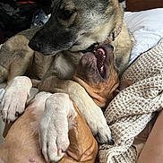 Arya joined the competition — help win amazing prizes! dog, playful, cuddle, bed, blanket, indoor, canine, paw, fur, collar, relaxed, yawn, closeup, pet, animal, friendship, cozy, resting, domestic, companion