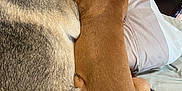 Bodhi is registered to the contest to win money with this photo: dog, two_dogs, bed, collar, fur, brown_dog, gray_dog, snuggling, resting, indoor, furniture, plastic_bags, sleeping, closeup, pets, animal, canine, domestic, comfort, companionship