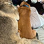dog, two_dogs, bed, collar, fur, brown_dog, gray_dog, snuggling, resting, indoor, furniture, plastic_bags, sleeping, closeup, pets, animal, canine, domestic, comfort, companionship