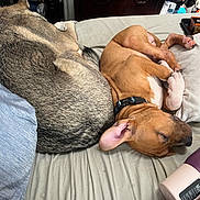 Bodhi joined the competition — help win amazing prizes! dog, sleeping, bed, tan_dog, gray_dog, collar, paw, indoor, furniture, lotion_bottle, blanket, relaxation, napping, cozy, domestic, pet, fur, resting, household, animal