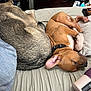 dog, sleeping, bed, tan_dog, gray_dog, collar, paw, indoor, furniture, lotion_bottle, blanket, relaxation, napping, cozy, domestic, pet, fur, resting, household, animal