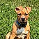 Bodhi