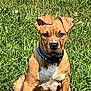 dog, brown, white, grass, collar, pet, animal, outdoor, sitting, canine, nature, fur, ears, portrait, young, alert, daylight, greenery, muzzle, watchful