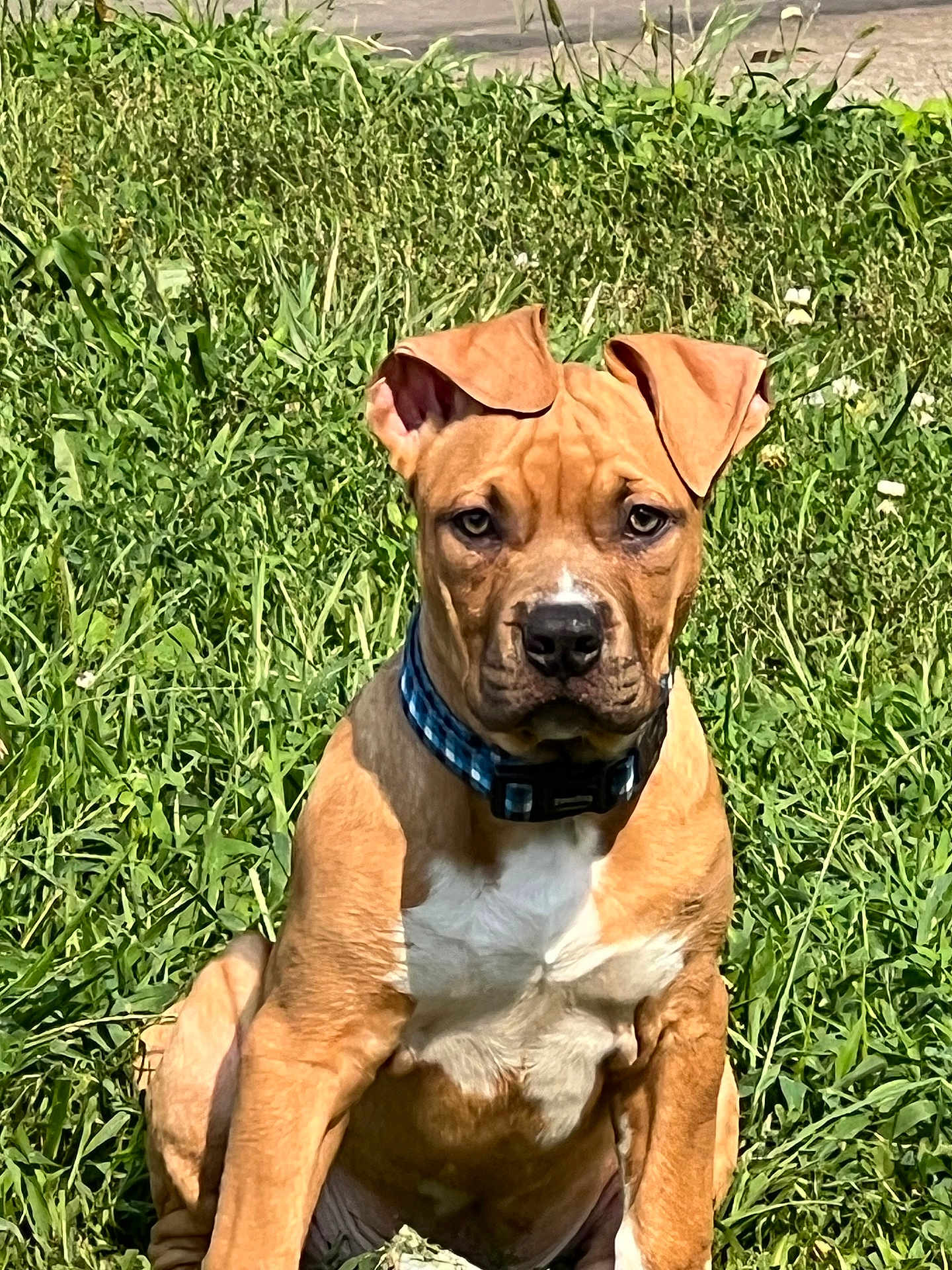Bodhi joined the competition — help win amazing prizes! dog, brown, white, grass, collar, pet, animal, outdoor, sitting, canine, nature, fur, ears, portrait, young, alert, daylight, greenery, muzzle, watchful