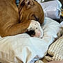 Bodhi joined the competition — help win amazing prizes! dog, sleeping, paw, pillow, blanket, brown_dog, indoor, resting, pet, collar, close_up, cozy, fur, relaxation, snuggle, domestic, canine, bedroom, napping, quiet