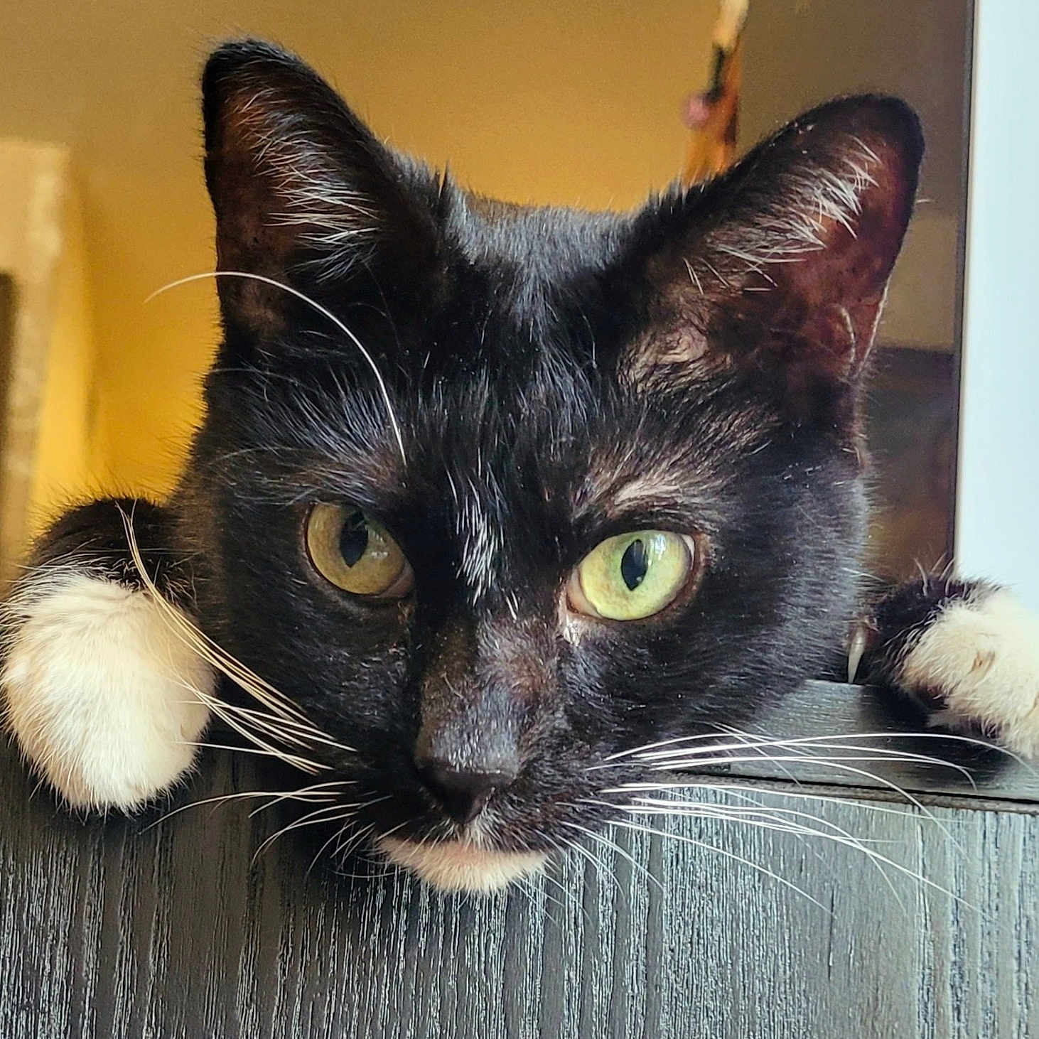 Jam-Jam is registered to the contest to win money with this photo: cat, tuxedo_cat, green_eyes, whiskers, paws, indoor, wooden_surface, curious, close_up, pet, animal, black_and_white, feline, portrait, warm_lighting, window, blurred_background, cozy, domestic, cute