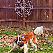 Arlo is registered to the contest to win money with this photo: dog, saint_bernard, playing, football, grass, yard, leaves, fence, wooden_fence, outdoor, pet, canine, fluffy, tail, brown, white, animal, fun, playful, nature