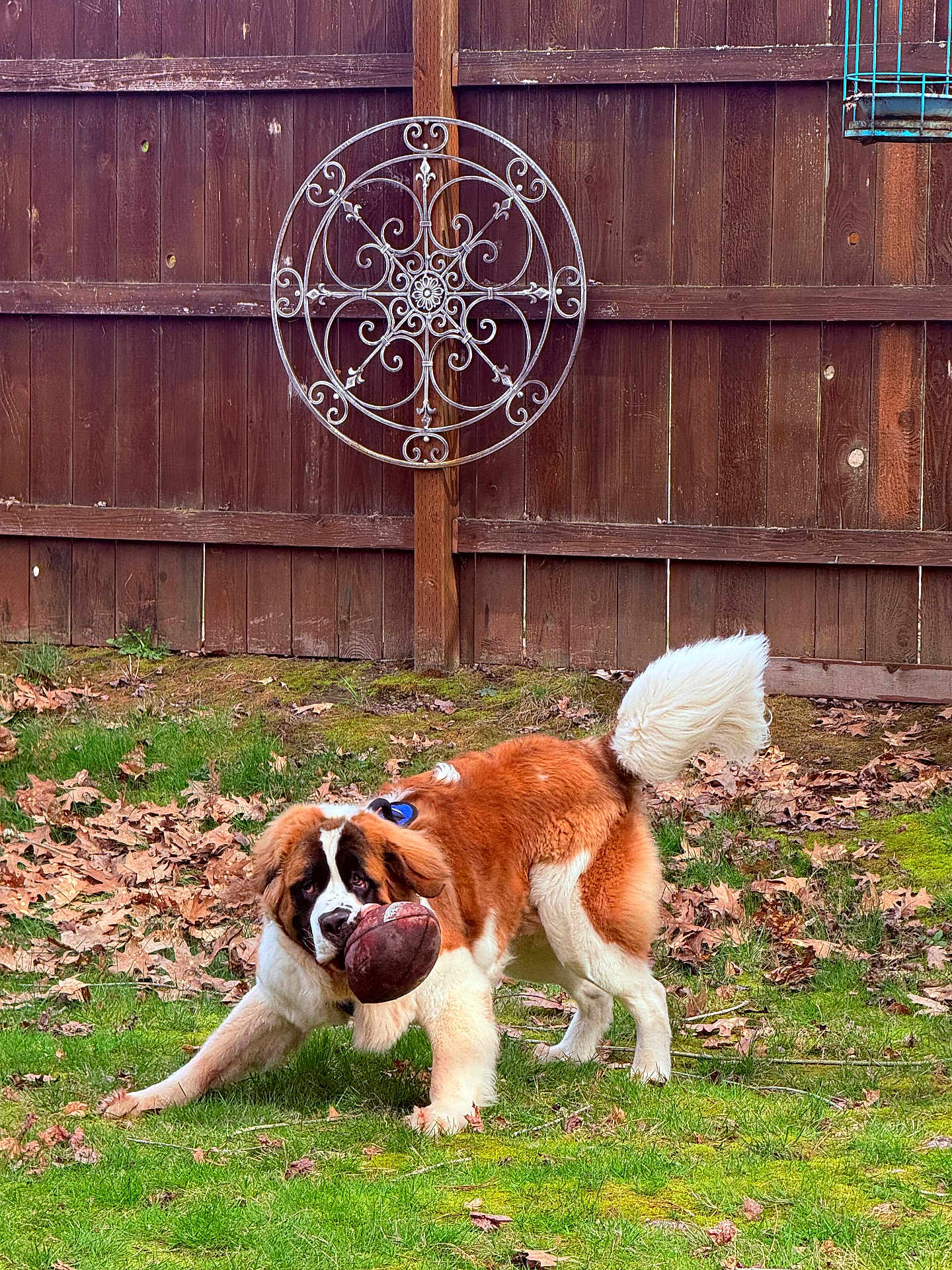Arlo is registered to the contest to win money with this photo: dog, saint_bernard, playing, football, grass, yard, leaves, fence, wooden_fence, outdoor, pet, canine, fluffy, tail, brown, white, animal, fun, playful, nature