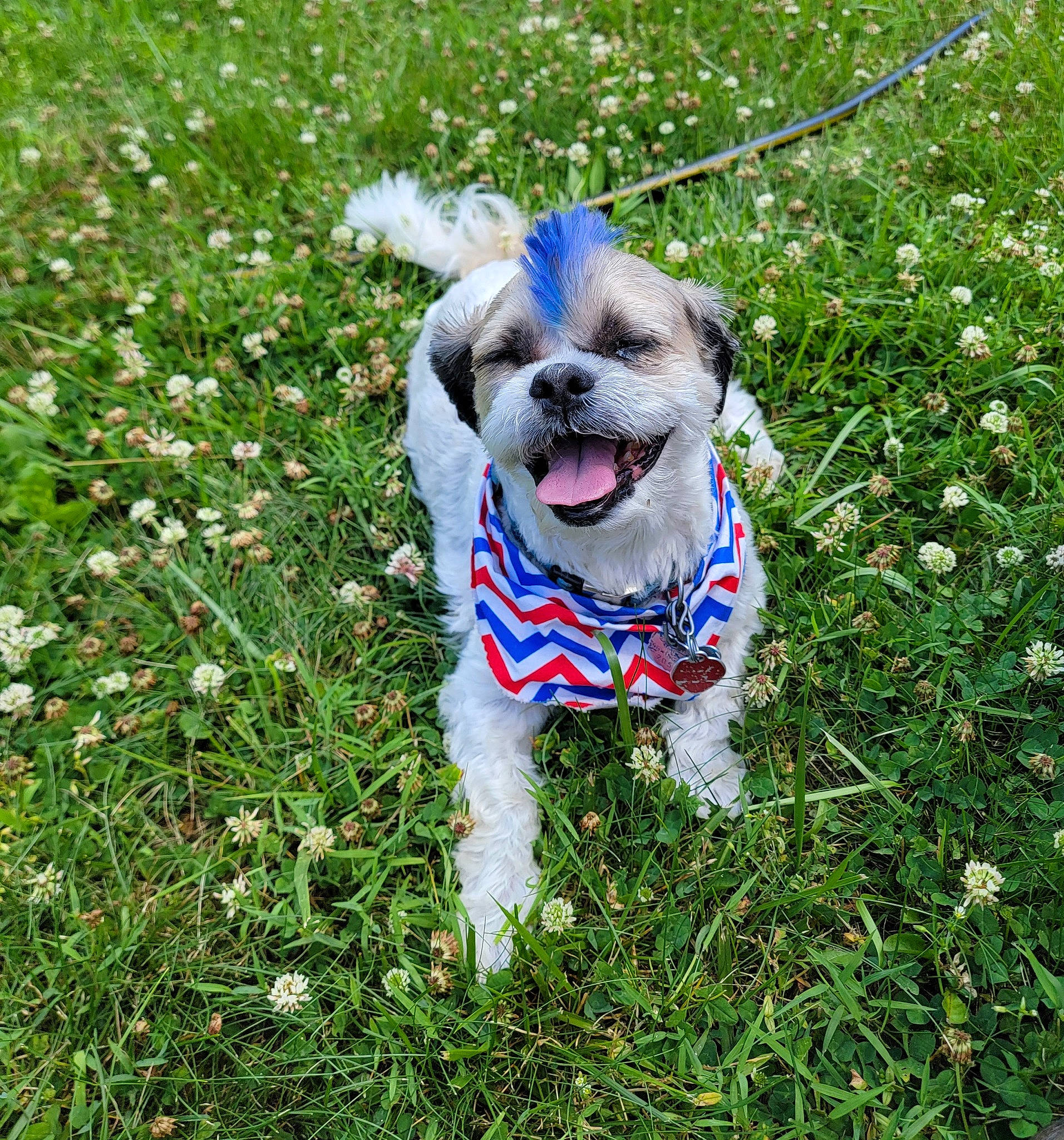 Mo joined the competition — help win amazing prizes! carnivore, collar, companion_dog, dog, dog_breed, dog_clothes, dog_collar, dog_supply, fashion_accessory, fawn, flower, grass, groundcover, leash, plant, snout, sporting_group, spring, terrier, toy_dog