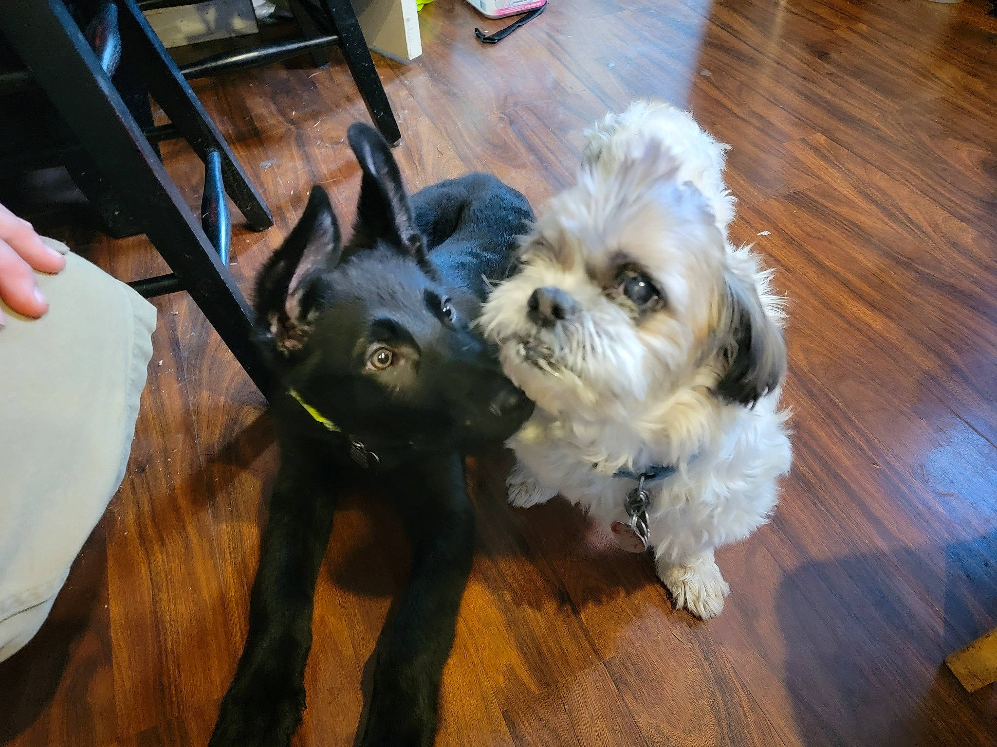 Sancho is registered to the contest to win money with this photo: bag, carnivore, chair, companion_dog, dog, dog_breed, dog_supply, fawn, flooring, fur, hardwood, luggage_and_bags, mal_shi, shih_tzu, small_terrier, snout, terrier, toy_dog, wood, working_animal