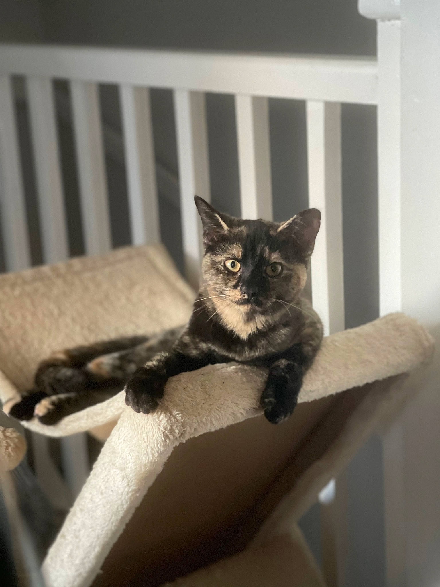 Kairo joined the competition — help win amazing prizes! art, carnivore, cat, cat_supply, domestic_short_haired_cat, eye, felidae, fur, grey, metal, monochrome_photography, plant, room, small_to_medium_sized_cats, snout, tail, whiskers, wildlife, window, wood