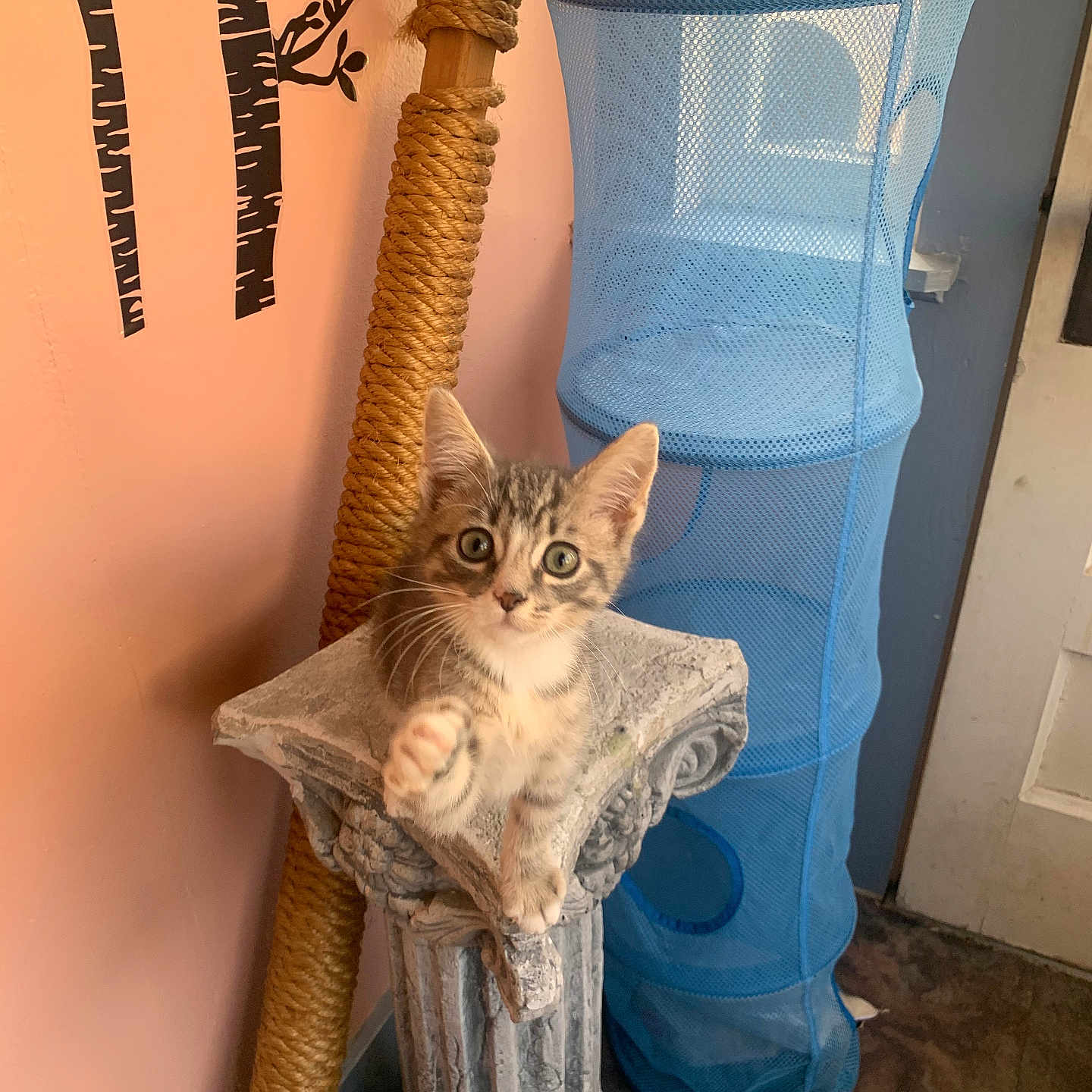 Tito is registered to the contest to win money with this photo: abyssinian, animal, architecture, cat, clothing, curtain, egyptiancat, fountain, furniture, indoors, kitten, lamp, manx, pants, pet, plant, pottedplant, text, water, wood