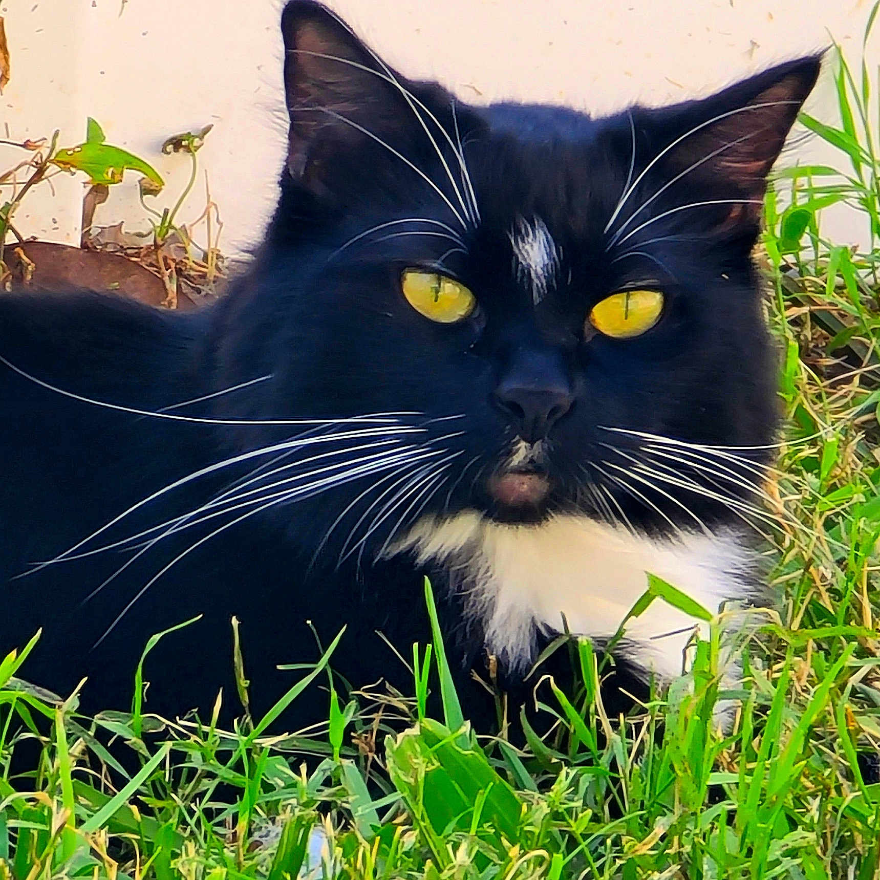 Socks joined the competition — help win amazing prizes! abyssinian, animal, blackcat, cat, field, grass, grassland, kitten, lawn, manx, nature, outdoors, pet, plant