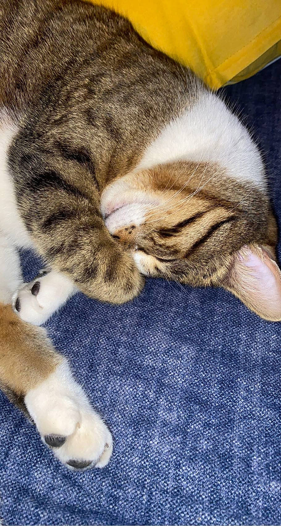 Kenya a rejoint le concours — aidez-le/la à gagner de superbes lots ! carnivore, cat, comfort, domestic_short_haired_cat, electric_blue, fawn, felidae, fur, grass, nap, paw, sleep, small_to_medium_sized_cats, snout, tail, terrestrial_animal, textile, whiskers