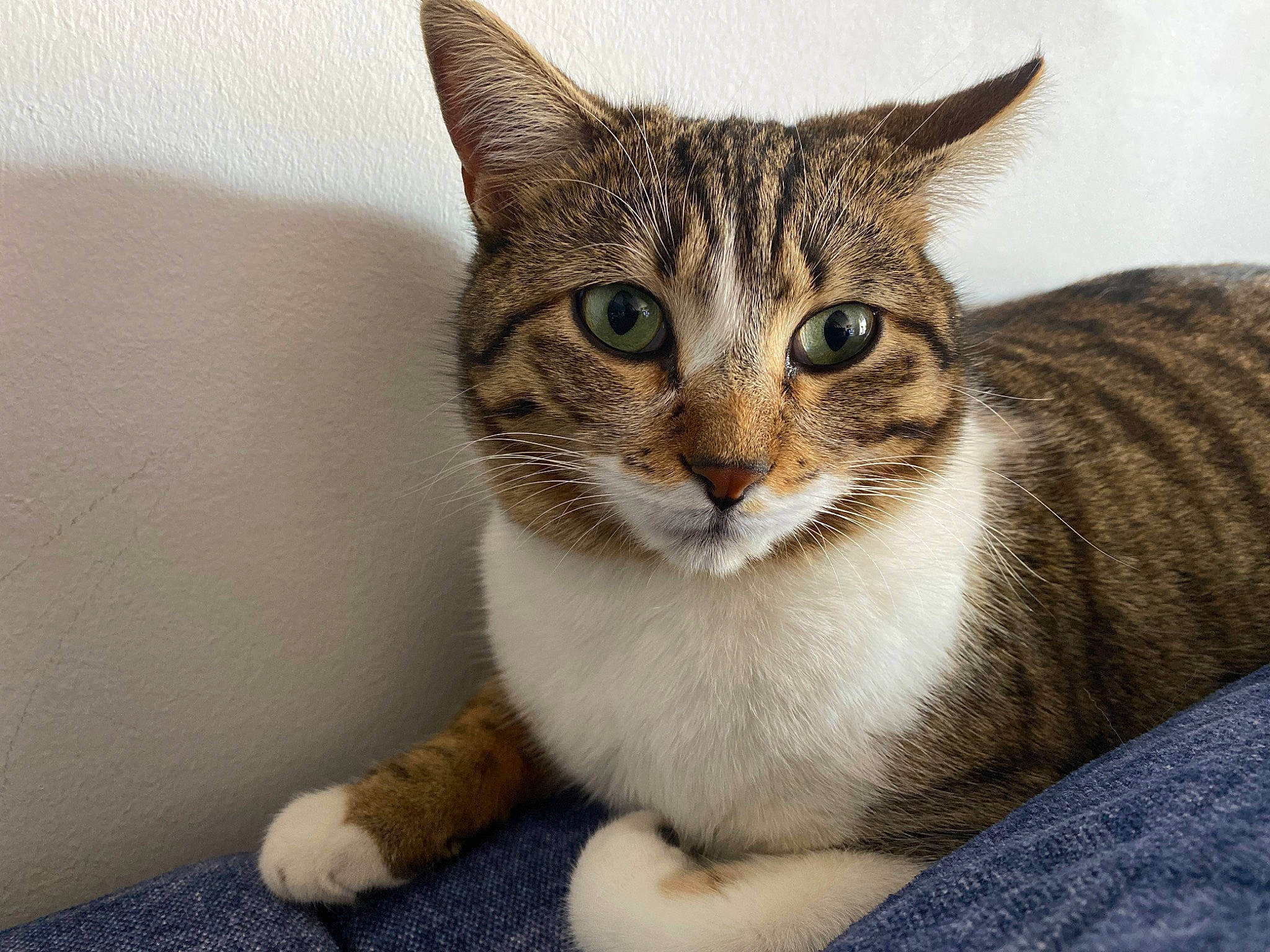 Kenya participe au concours pour gagner de l'argent avec cette photo : carnivore, cat, domestic_short_haired_cat, eye, felidae, fur, paw, sitting, small_to_medium_sized_cats, snout, terrestrial_animal, whiskers, window