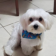 Brady is registered to the contest to win money with this photo: dog, white_dog, bandana, pet, indoor, floor, tile_floor, sitting, cute, fluffy, small_dog, looking_up, collar, fur, animal, companion, domestic, mammal, cute_pet, house
