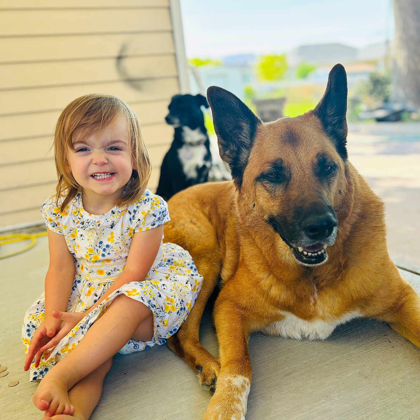 Nikotah joined the competition — help win amazing prizes! animal, canine, child, clothing, dog, dress, face, female, germanshepherd, girl, happy, head, person, pet, photography, portrait, puppy, sitting, smile, wood