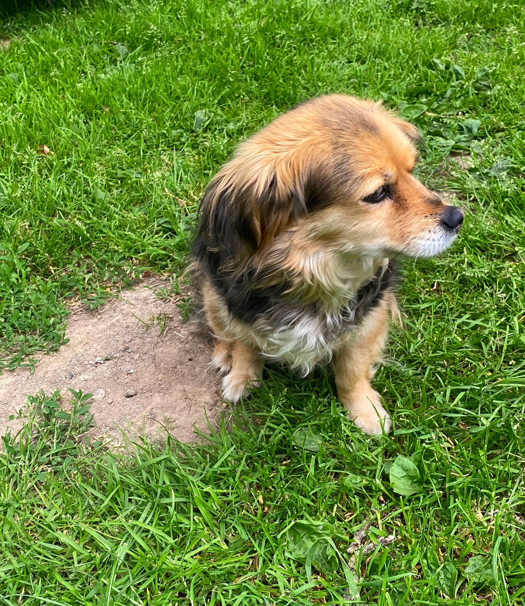 Ina a rejoint le concours — aidez-le/la à gagner de superbes lots ! carnivore, companion_dog, dog, dog_breed, fur, grass, groundcover, gun_dog, plant, retriever, sporting_group, terrestrial_animal, tree, working_dog