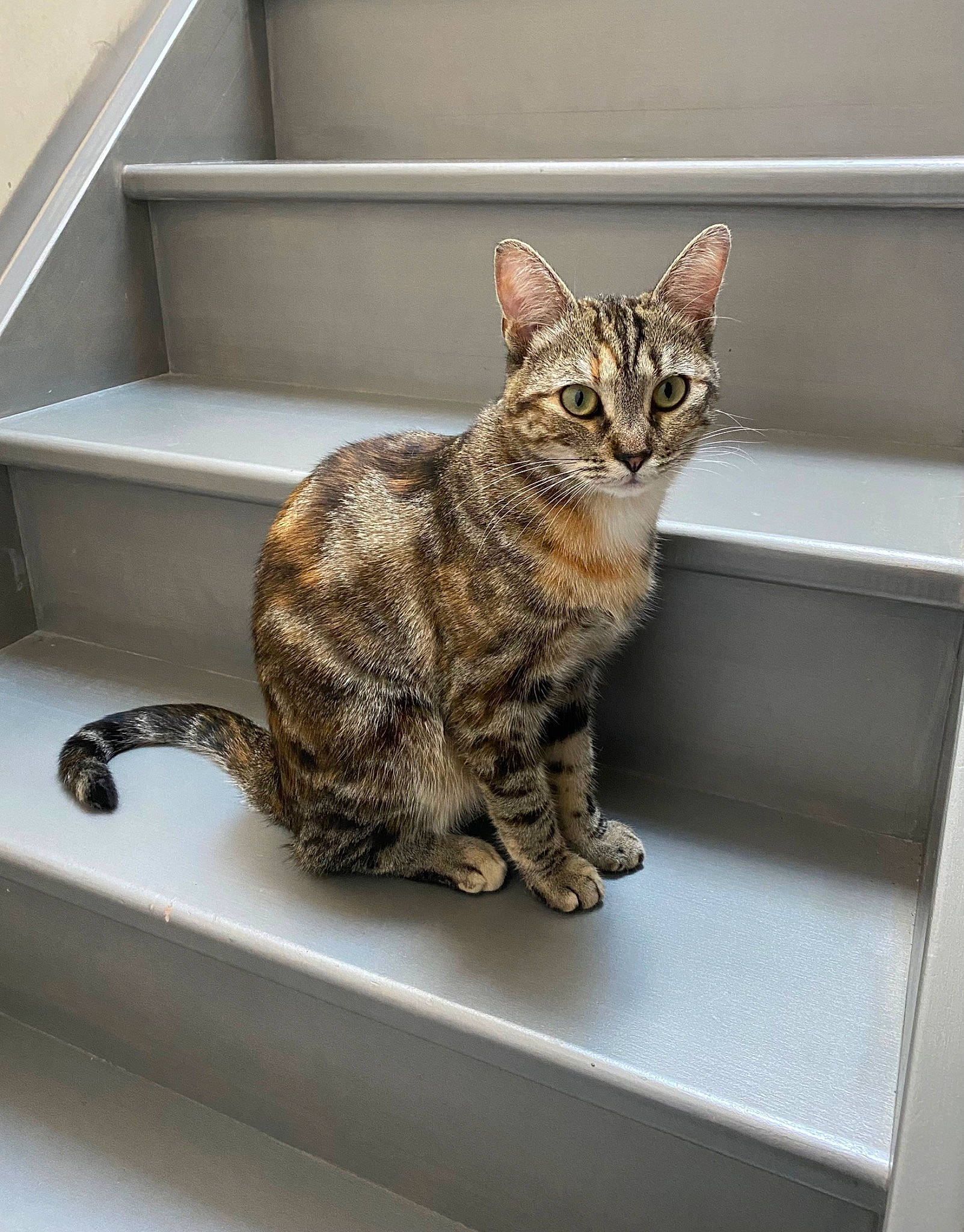 Youmi participe au concours pour gagner de l'argent avec cette photo : box, carnivore, cat, domestic_short_haired_cat, felidae, fur, paw, pet_supply, room, sink, sitting, small_to_medium_sized_cats, snout, tail, whiskers