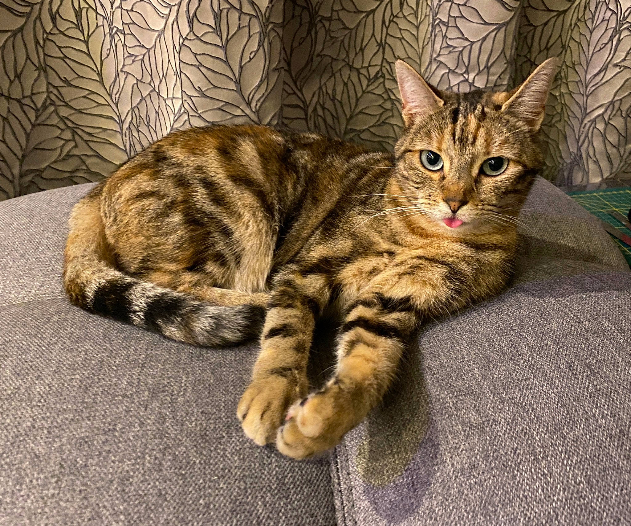 Chipie participe au concours pour gagner de l'argent avec cette photo : carnivore, cat, claw, comfort, domestic_short_haired_cat, felidae, fur, paw, sitting, small_to_medium_sized_cats, snout, tail, terrestrial_animal, whiskers