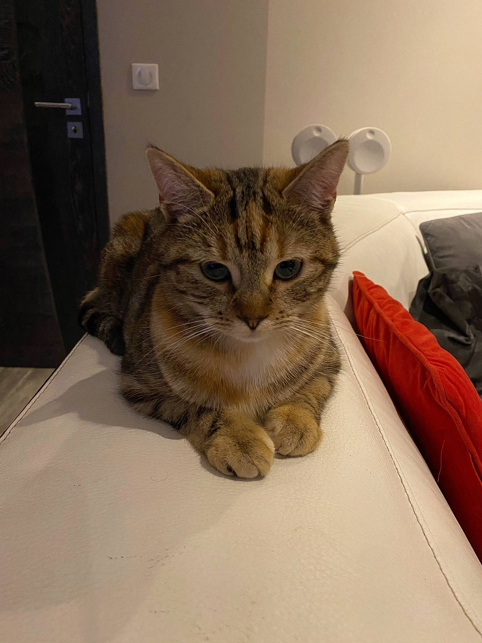 Chipie a rejoint le concours — aidez-le/la à gagner de superbes lots ! carnivore, cat, claw, comfort, couch, domestic_short_haired_cat, door, eye, felidae, flooring, fur, paw, sand, sitting, small_to_medium_sized_cats, snout, sofa_bed, tail, whiskers