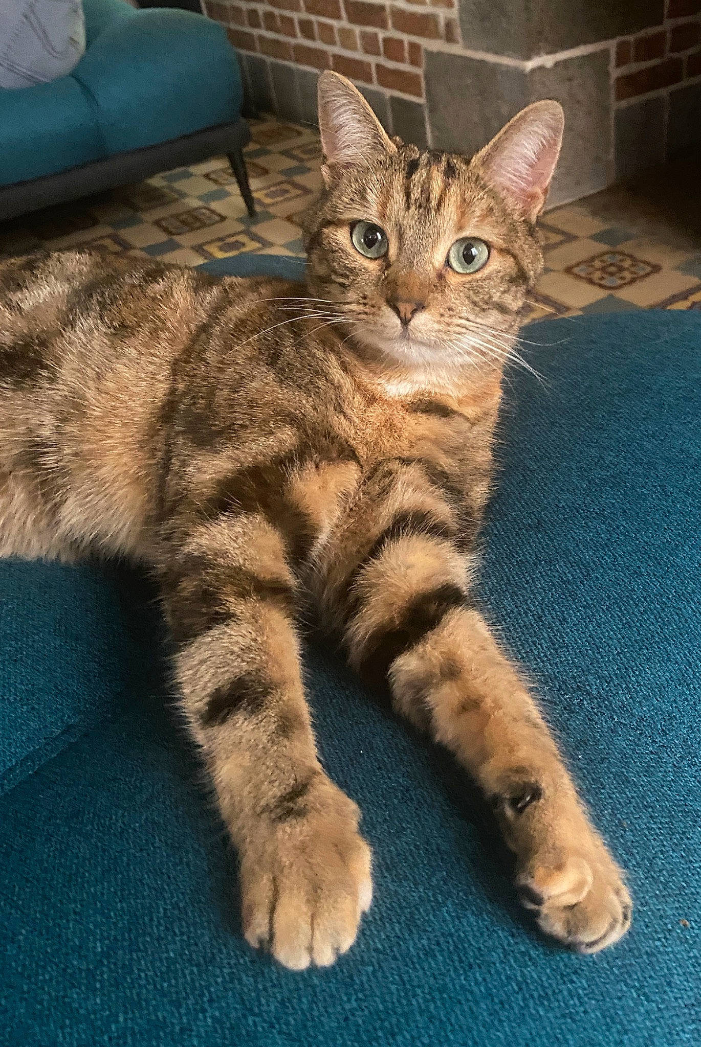 Chipie participe au concours pour gagner de l'argent avec cette photo : carnivore, cat, claw, comfort, domestic_short_haired_cat, felidae, foot, fur, paw, sleeper_chair, small_to_medium_sized_cats, snout, tail, terrestrial_animal, throw_pillow, whiskers