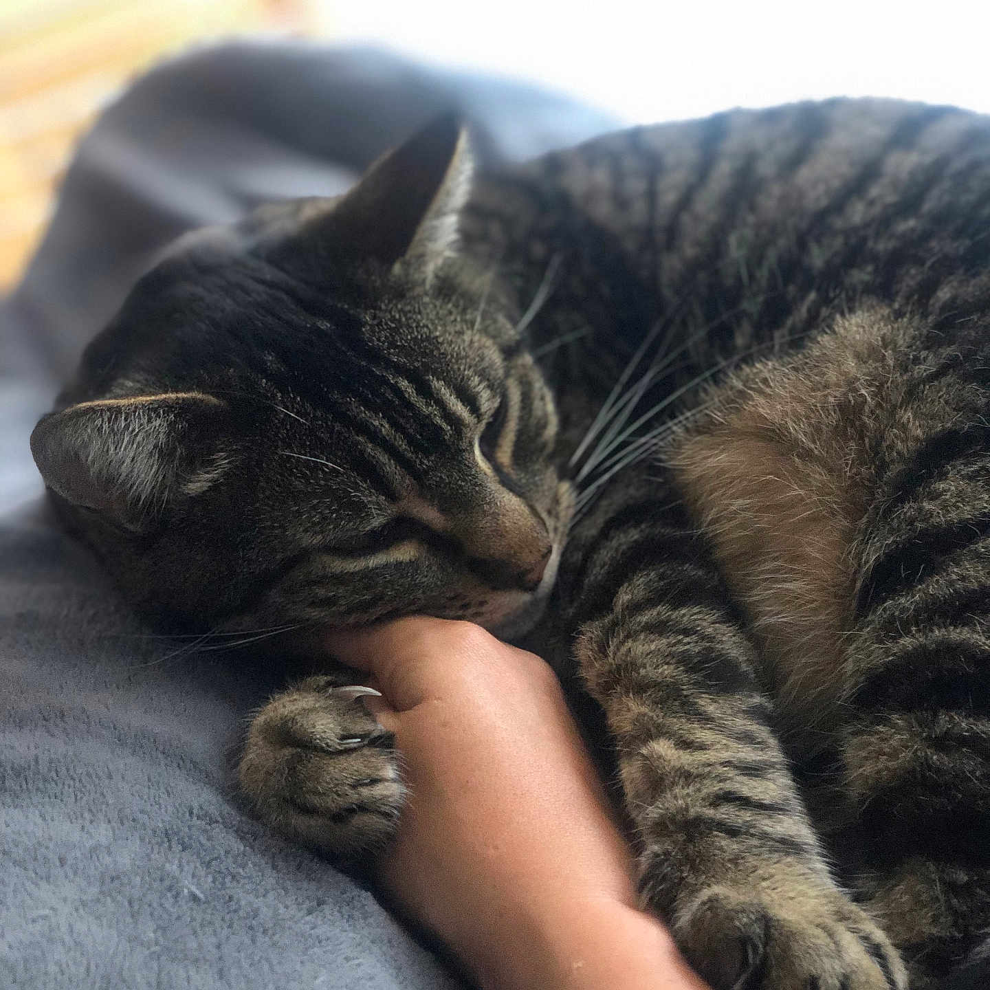 Saphir participe au concours pour gagner de l'argent avec cette photo : abyssinian, animal, blanket, bodypart, cat, couch, egyptiancat, electronics, face, finger, furniture, hand, head, kitten, manx, person, pet, photography, portrait, sleeping