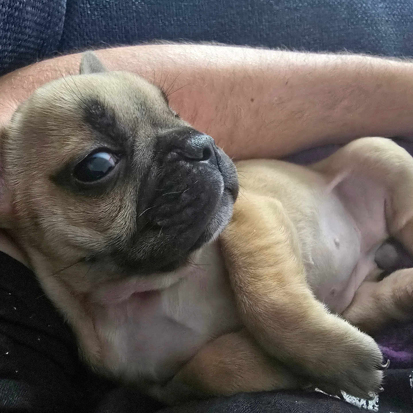 Lola is registered to the contest to win money with this photo: adorable, animal, closeup, companion, cozy, cute, dog, ears, face, fur, furry, human_arm, indoor, paw, pet, pug, puppy, relaxed, resting, small