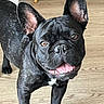 Yoda a rejoint le concours — aidez-le/la à gagner de superbes lots ! dog, french_bulldog, black_dog, pet, canine, bat_ears, wrinkled_face, tongue_out, open_mouth, smiling, indoors, wooden_floor, home, furniture, pet_bowl, portrait, close_up, standing, short_hair, happy