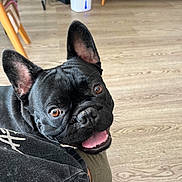 Yoda a rejoint le concours — aidez-le/la à gagner de superbes lots ! dog, french_bulldog, black_dog, pet, puppy, canine, portrait, close_up, tongue, happy, smiling, ears, brown_eyes, indoor, living_room, wooden_floor, couch, furniture, home, photography