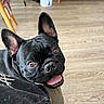 dog, french_bulldog, black_dog, pet, puppy, canine, portrait, close_up, tongue, happy, smiling, ears, brown_eyes, indoor, living_room, wooden_floor, couch, furniture, home, photography