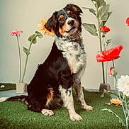 Zarco participe au concours pour gagner de l'argent avec cette photo : dog, grass, flower, pet, tri_color, sitting, indoor, curious, nature, portrait, animal, fur, ears, collar, green, orange, white, black, background, plant