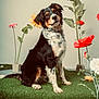 dog, grass, flower, pet, tri_color, sitting, indoor, curious, nature, portrait, animal, fur, ears, collar, green, orange, white, black, background, plant