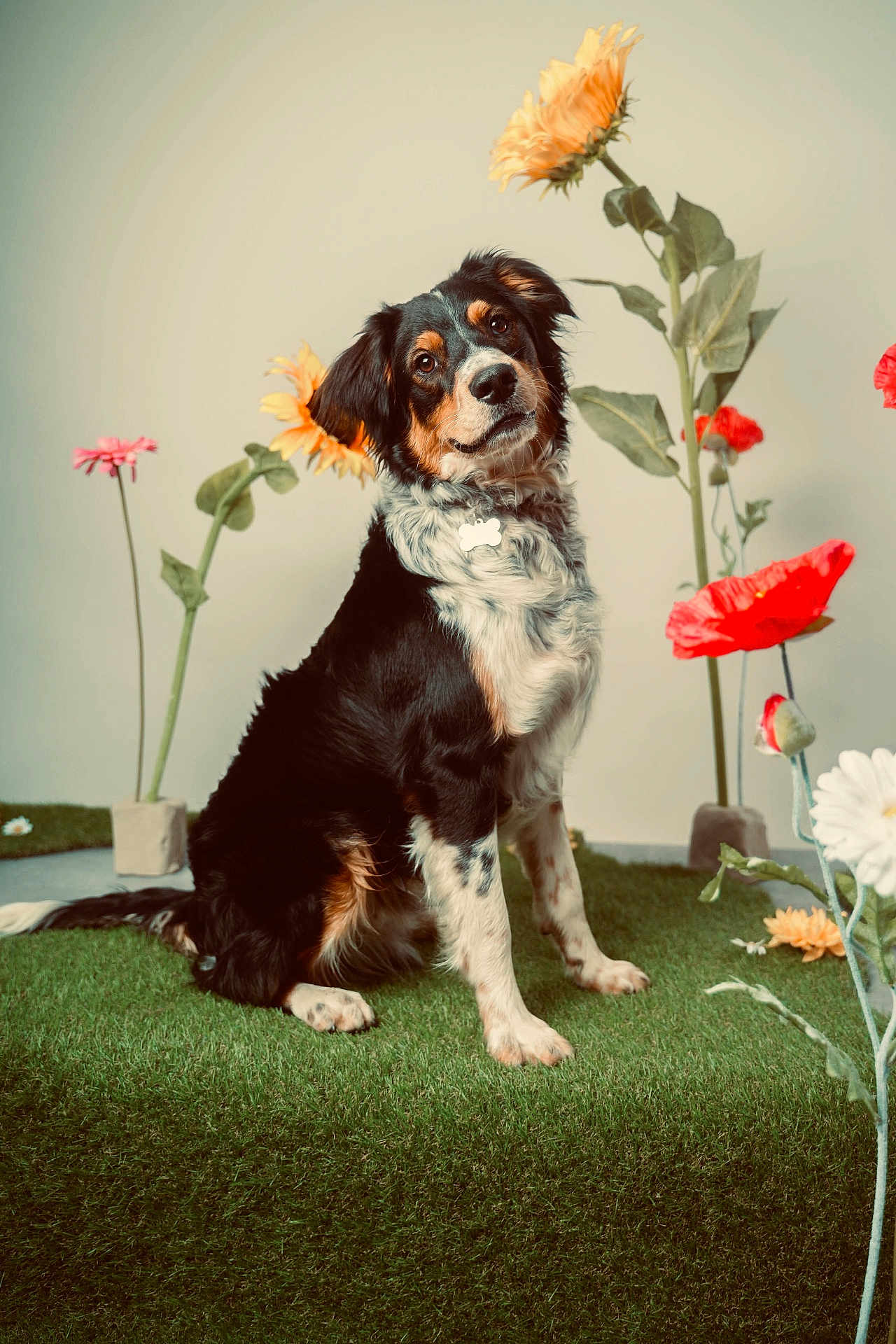 Zarco participe au concours pour gagner de l'argent avec cette photo : dog, grass, flower, pet, tri_color, sitting, indoor, curious, nature, portrait, animal, fur, ears, collar, green, orange, white, black, background, plant