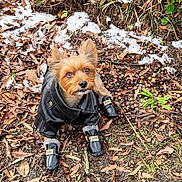 Chevy joined the competition — help win amazing prizes! dog, small_dog, leaves, acorns, snow, ground, leather_jacket, boots, pet_clothing, outdoor, nature, cute, brown_fur, looking_up, winter, animal, fur, ears, fashion, adorable