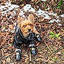 dog, small_dog, leaves, acorns, snow, ground, leather_jacket, boots, pet_clothing, outdoor, nature, cute, brown_fur, looking_up, winter, animal, fur, ears, fashion, adorable