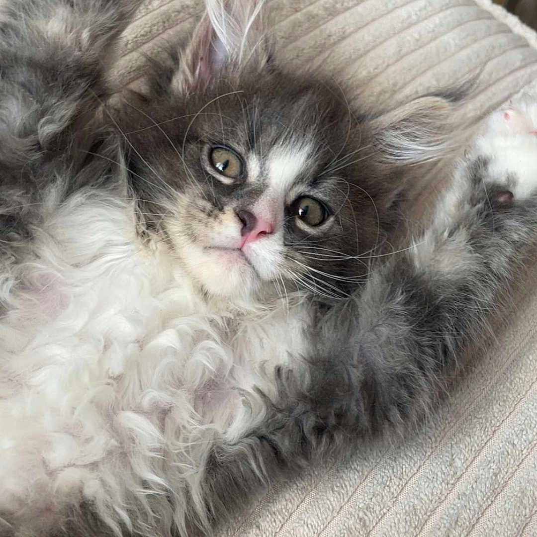 Orpi a rejoint le concours — aidez-le/la à gagner de superbes lots ! animal, beige, cat, closeup, cute, fluffy, fur, gray, indoor, kitten, lying_down, paw, pet, pink_paw_pad, portrait, relaxed, texture, whiskers, white, young