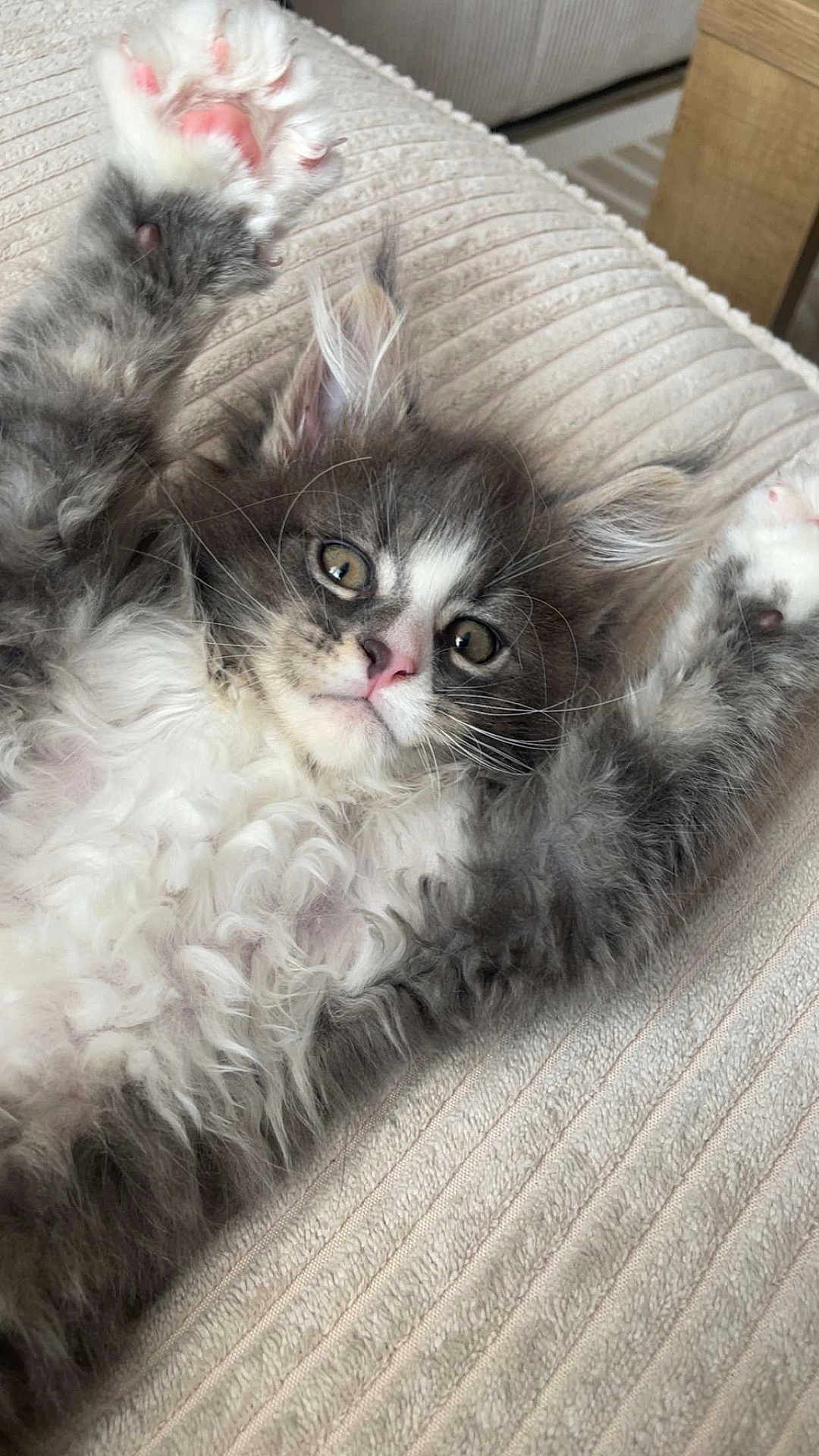 Orpi a rejoint le concours — aidez-le/la à gagner de superbes lots ! kitten, cat, fluffy, gray, white, paw, pink_paw_pad, lying_down, texture, beige, closeup, pet, cute, whiskers, fur, indoor, relaxed, animal, portrait, young
