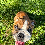 Maximums joined the competition — help win amazing prizes! animal, bulldog, canine, closeup, dog, ears, face, fur, grass, greenery, happy, nose, outdoor, pet, playful, puppy, smiling, snout, sunlight, tongue