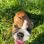 animal, bulldog, canine, closeup, dog, ears, face, fur, grass, greenery, happy, nose, outdoor, pet, playful, puppy, smiling, snout, sunlight, tongue