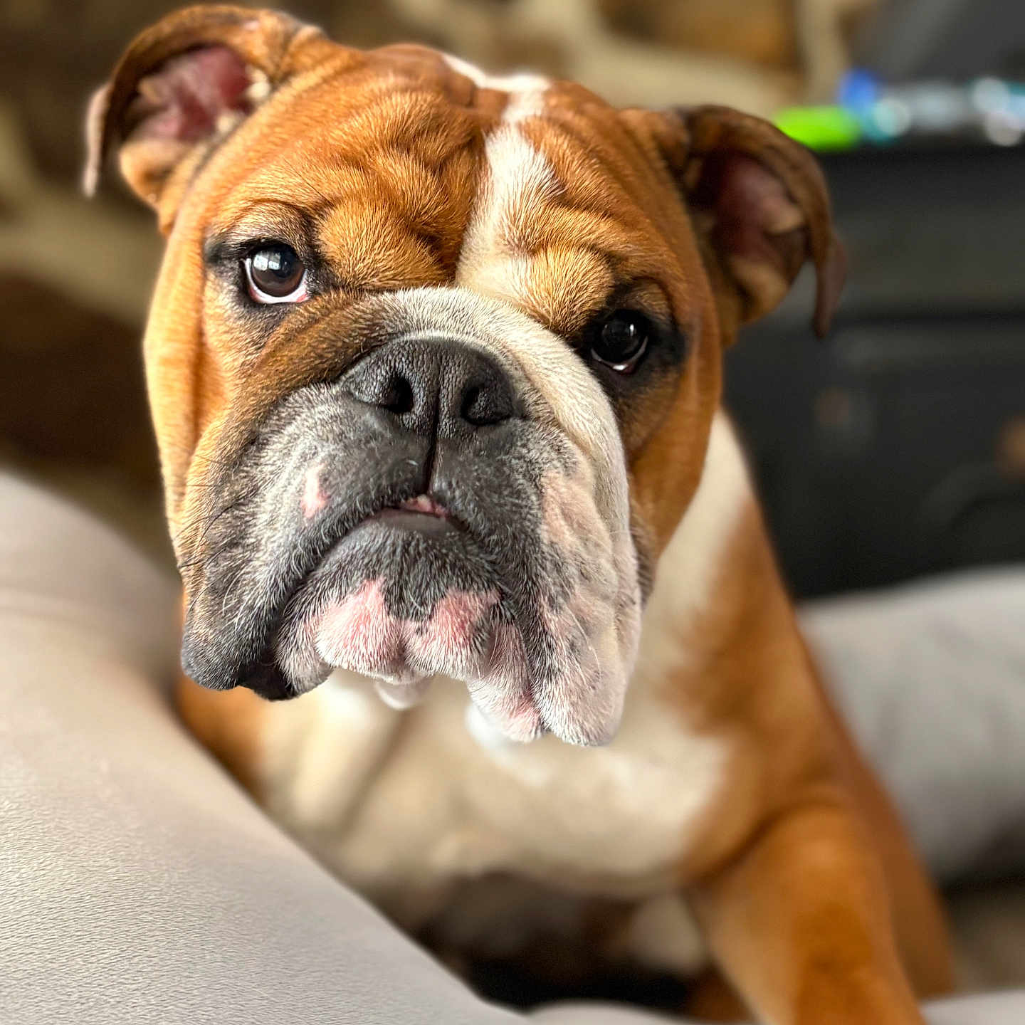 Maximus