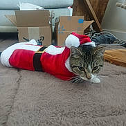 Rebecca Bradley joined the competition — help win amazing prizes! animal, box, cardboard, carpet, cat, costume, curious, cute, domestic_animal, feline, festive, floor, furniture, holiday, indoor, living_room, pet, santa_claus_outfit, tabby_cat, whiskers