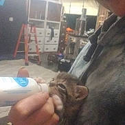 Sassy is registered to the contest to win money with this photo: animal, bottle, cozy, cute, domestic, feeding, furniture, hand, holding, indoor, interaction, kitten, ladder, person, pet, room, shelf, smile, warm, young