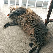 Ducky is registered to the contest to win money with this photo: cat, fluffy, carpet, sunlight, window, relaxing, paw, indoor, pet, feline, striped, tabby, resting, cozy, domestic, animal, fur, cute, sleeping, home